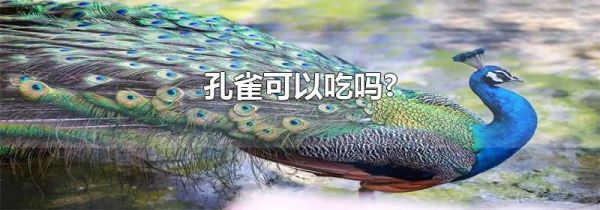 孔雀可以吃吗?
