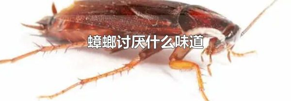 蟑螂讨厌什么味道