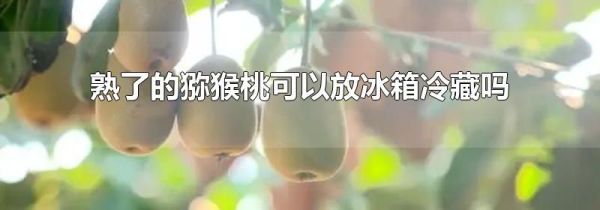 熟了的猕猴桃可以放冰箱冷藏吗