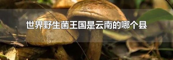 世界野生菌王国是云南的哪个县