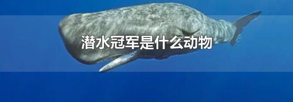 潜水冠军是什么动物