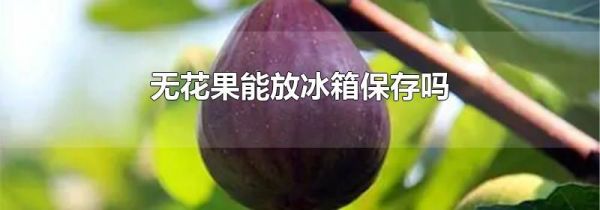 无花果能放冰箱保存吗