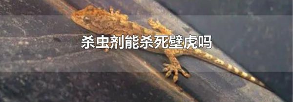 杀虫剂能杀死壁虎吗