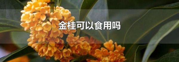 金桂可以食用吗