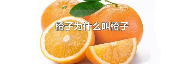 橙子为什么叫橙子