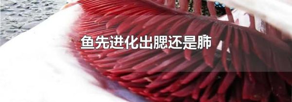 鱼先进化出腮还是肺
