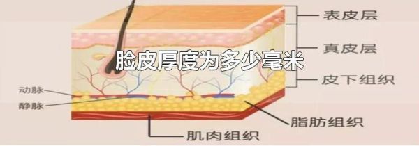 脸皮厚度为多少毫米