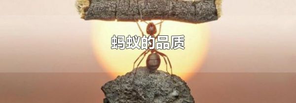 蚂蚁的品质