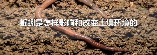 蚯蚓是怎样影响和改变土壤环境的