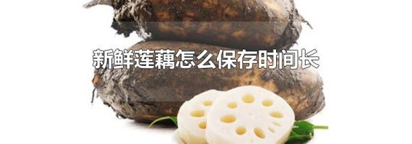 新鲜莲藕怎么保存时间长