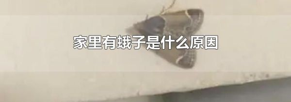 家里有蛾子是什么原因