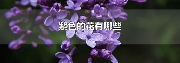 紫色的花有哪些