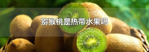 猕猴桃是热带水果吗
