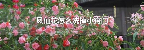 凤仙花怎么洗掉小窍门