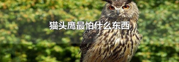 猫头鹰最怕什么东西