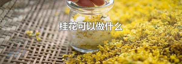 桂花可以做什么