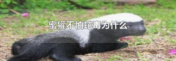 蜜獾不怕蛇毒为什么