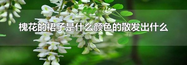 槐花的裙子是什么颜色的散发出什么
