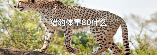 猎豹体重80什么