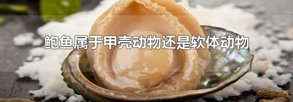 鲍鱼属于甲壳动物还是软体动物