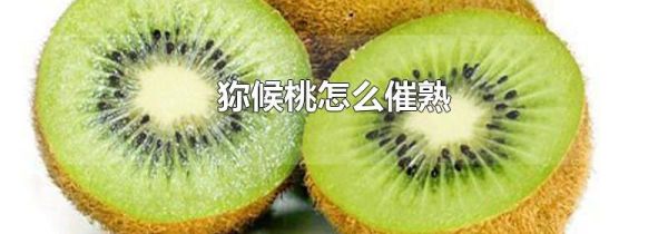 狝候桃怎么催熟