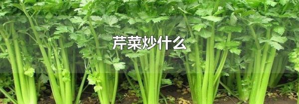 芹菜炒什么