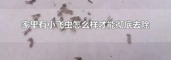 家里有小飞虫怎么样才能彻底去除