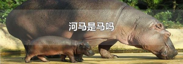 河马是马吗
