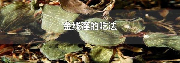 金线莲的吃法