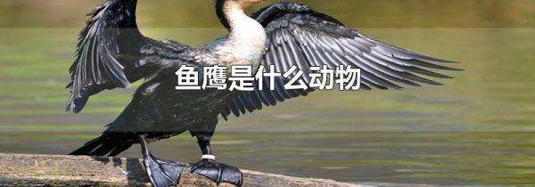 鱼鹰是什么动物