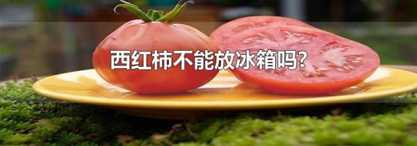 西红柿不能放冰箱吗?