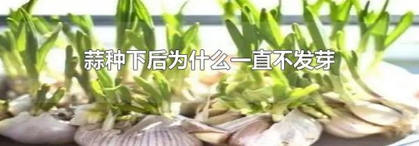 蒜种下后为什么一直不发芽