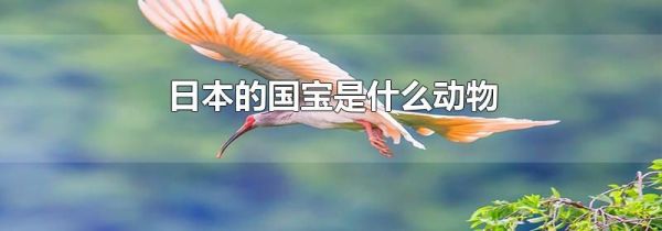 日本的国宝是什么动物