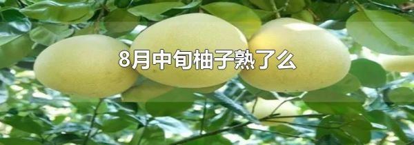 8月中旬柚子熟了么