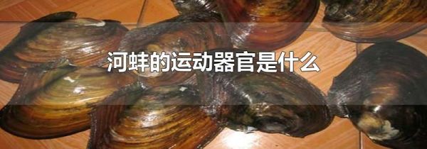 河蚌的运动器官是什么