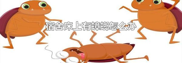 宿舍床上有蟑螂怎么办