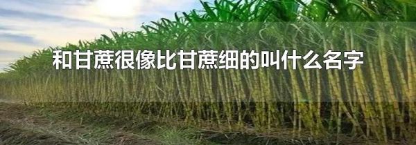 和甘蔗很像比甘蔗细的叫什么名字