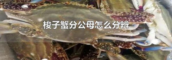 梭子蟹分公母怎么分辨