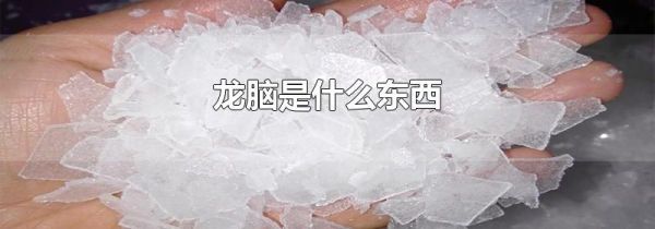 龙脑是什么东西