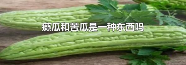 癞瓜和苦瓜是一种东西吗