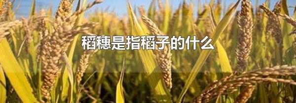稻穗是指稻子的什么