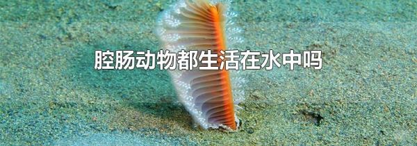 腔肠动物都生活在水中吗