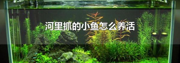 河里抓的小鱼怎么养活