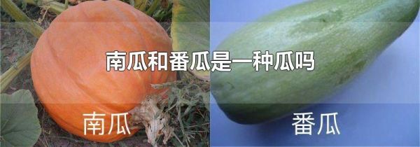 南瓜和番瓜是一种瓜吗