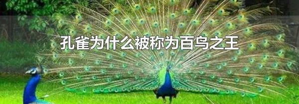 孔雀为什么被称为百鸟之王