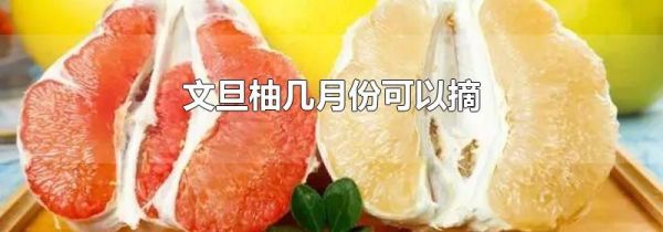文旦柚几月份可以摘