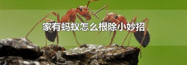 家有蚂蚁怎么根除小妙招