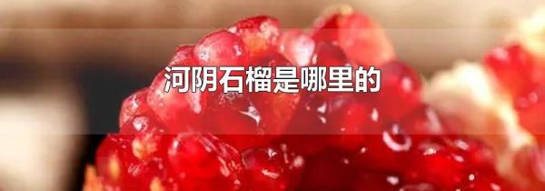 河阴石榴是哪里的