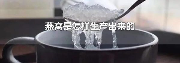 燕窝是怎样生产出来的