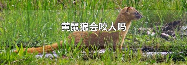 黄鼠狼会咬人吗